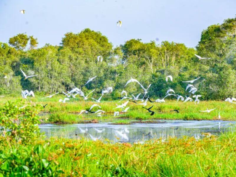 Vườn quốc gia Tràm Chim nổi tiếng với vẻ đẹp hoang sơ, tự nhiên